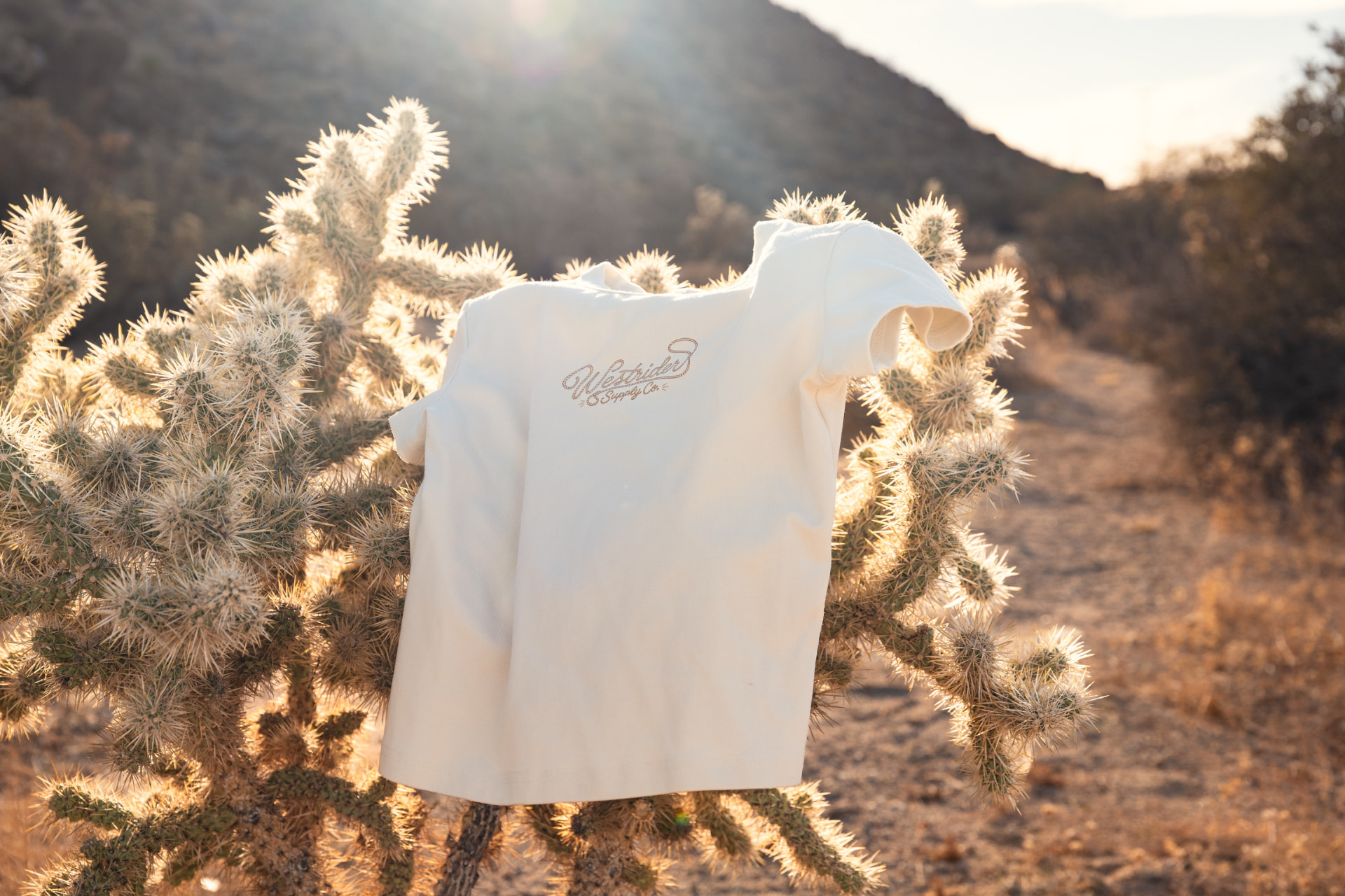 Cream Westrider Supply Co. tee hanging on a blooming cholla cactus in the golden light of the high desert